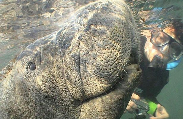 Boat tour from Orlando to snorkel and swim with manatees