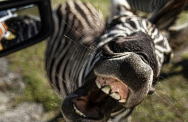 Ultimate Central Florida Everglades and Safari Park