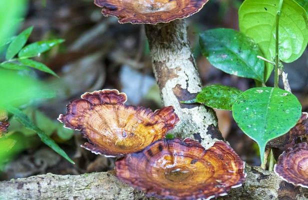 Sinharaja Forest Reserve private trek from Bentota region