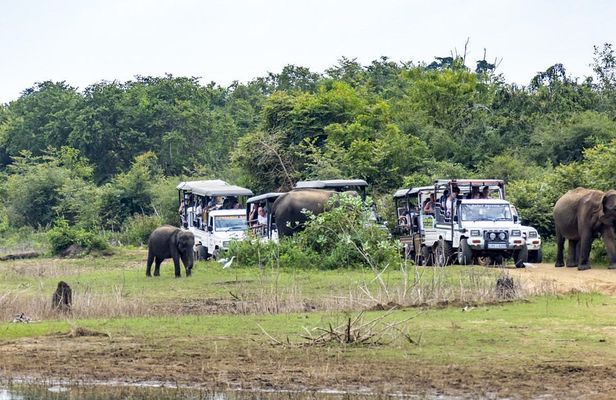 Udawalawe National Park safari from Bentota region