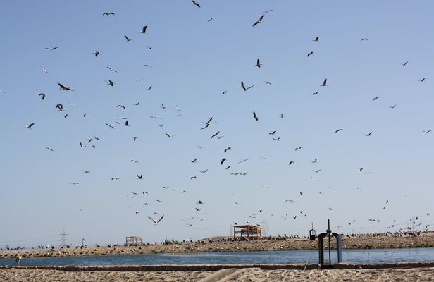 Bird watching with quad bike experience in Sharm