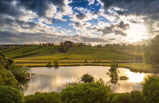 Wine tasting tour at Josef Chromy Wines