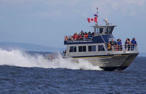 3-hour catamaran whale watching tour in Victoria