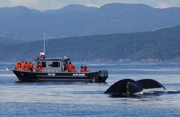 Marine wildlife & whale watching tour in Victoria