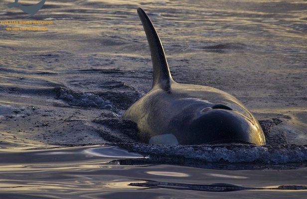 Evening whale watching tour in Victoria
