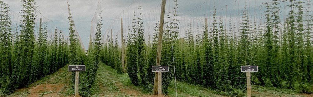 Full day Niagara craft beer experience departing from Niagara Falls