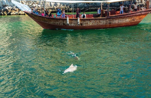 Morning dolphin cruise in Muscat