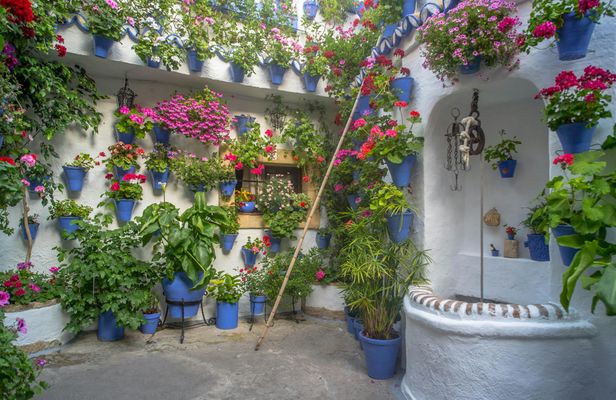 Guided tour of Cordoba's UNESCO Heritage Patios