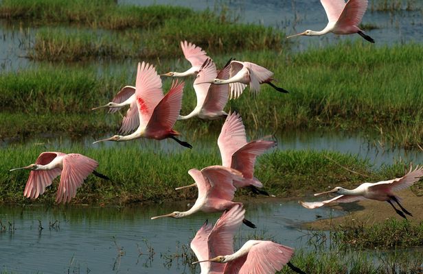 Everglades National Park full-day adventure tour with dry hike