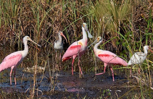 Everglades National Park full-day adventure tour with wet hike