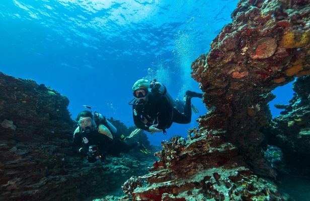 Oahu shallow reefs diving or snorkeling tour