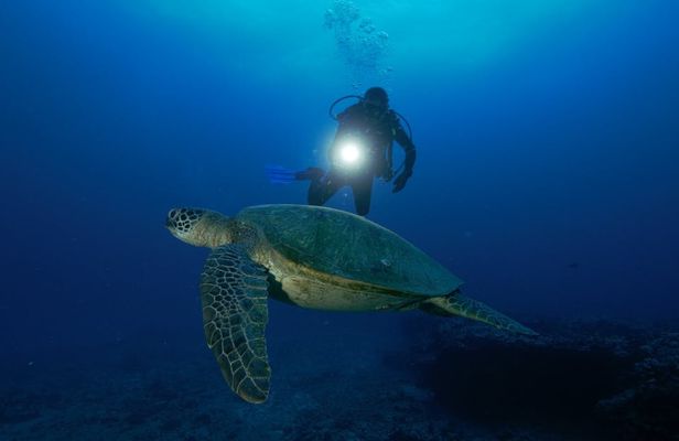 Oahu night diving tour