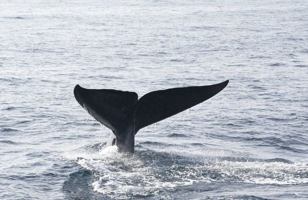 Mirissa whale watching experience from Galle region