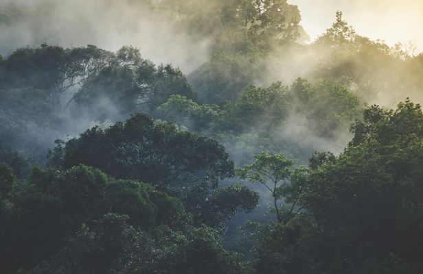 Half-day Langkawi rainforest trekking