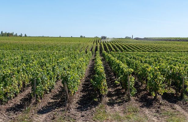 "Vertical" wine tasting tour at Vignobles Chatonnet