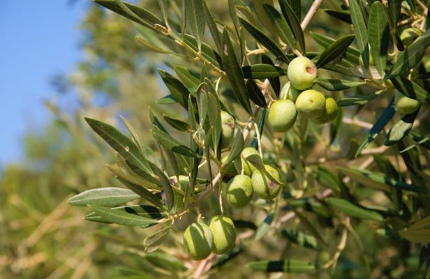 Olive oil tour in Cres