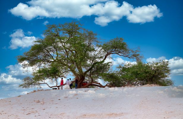 Flora and fauna trip in Bahrain from Manama