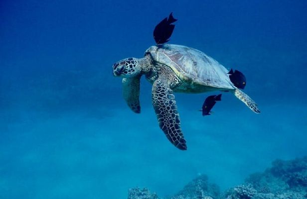 Catamaran tour and turtle snorkeling experience