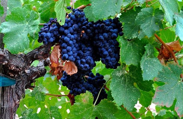Full-Day Escape Three Wineries & Lunch Tour in Portland