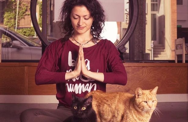 Yoga with Cats in Milwaukee