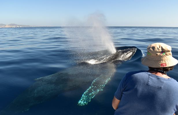 Los Cabos whale watching experience with photos