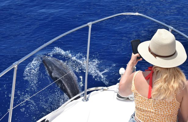 Whales and dolphins watching boat tour