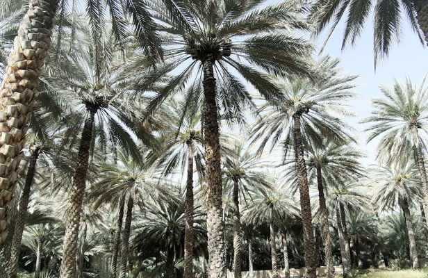 Private tour to Al Hajar villages and to Al Hoota cave from Muscat with lunch