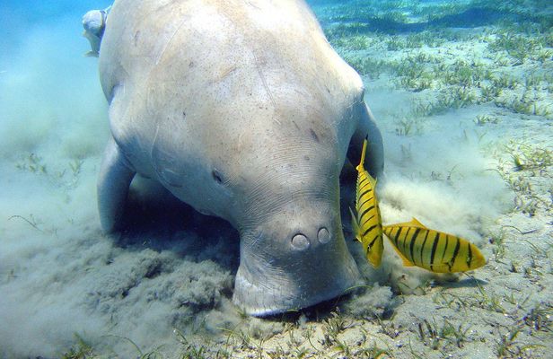 Half-Day Snorkeling Experience on Abu Dabbab Beach from Marsa Alam