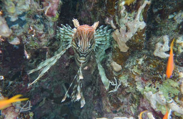 Diving experiences and courses in Marsa Alam