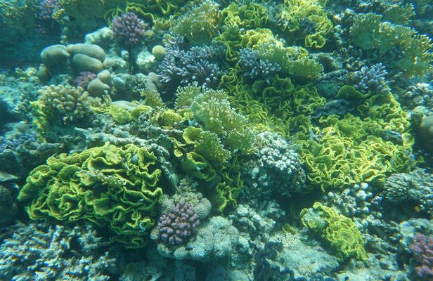 Diving experiences and courses in Marsa Alam