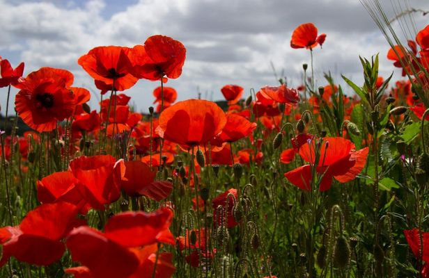 Flander Fields full-day Tour from Brussels