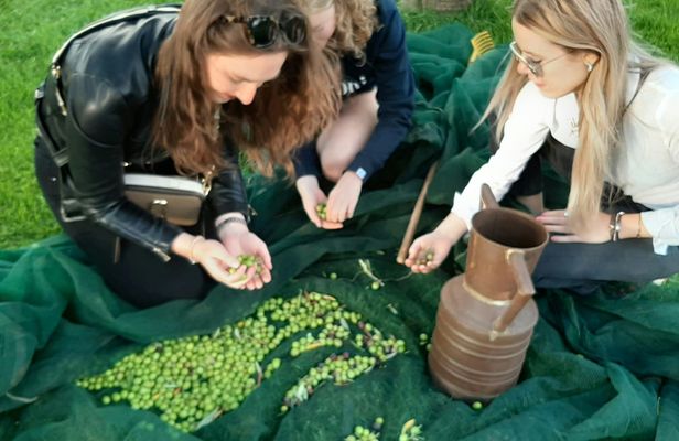 Olives harvest, wine tasting and brunch at Bio Fattoria Augustali