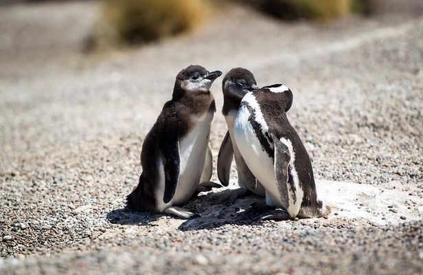Guided tour of Punta Tombo and penguin reserve from Puerto Madryn