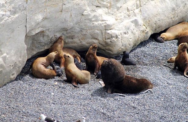 Guided tour of Puerto Madryn and Punta Loma sea lions reserve