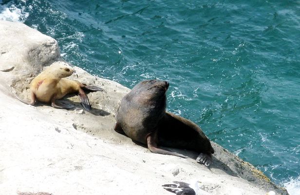 Peninsula Valdes and sea lions reserve tour from Puerto Madryn