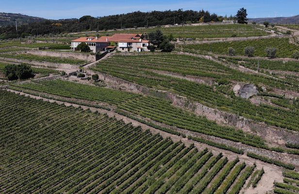 Wine tasting experience with tour of Quinta da Portela de Baixo winery