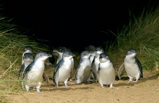 Phillip Island Penguin Parade small-group tour