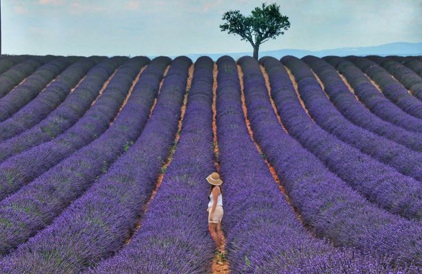 Lavender shared half day trip from Aix-en-Provence
