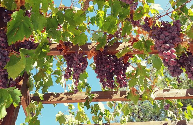 Troodos mountain villages and wineries tour with tasting