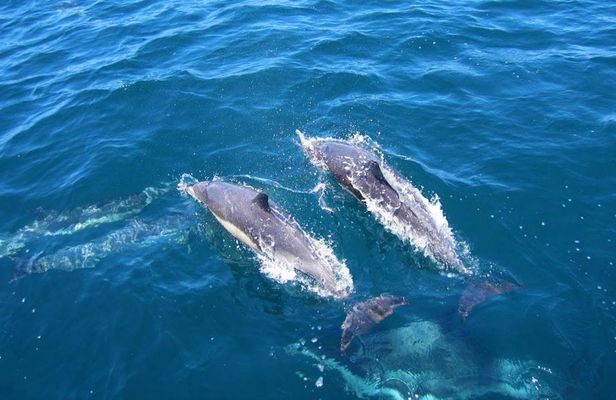 Marine Wildlife Boat Cruise and Cape Winelands Tour