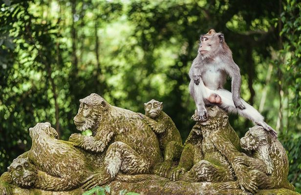 Best of Ubud private day tour