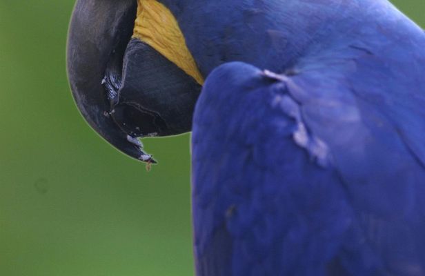 Entrance ticket for ZooParc de Beauval