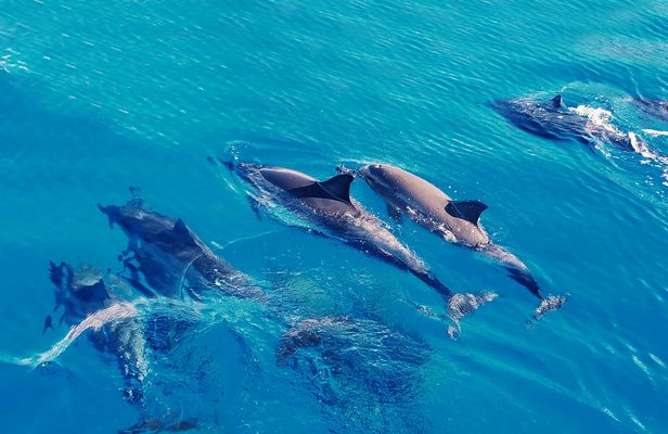Wild dolphins swimming experience