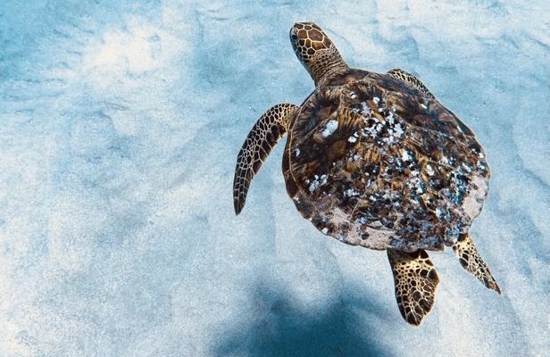 Turtle snorkeling experience