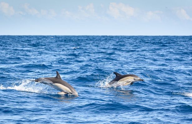 Lagos half-day dolphin-watching cruise