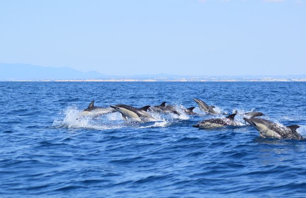 Algarve caves and dolphin watching tour