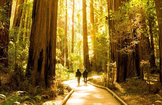 San Francisco Hop-On Hop-Off and Muir Woods Tour