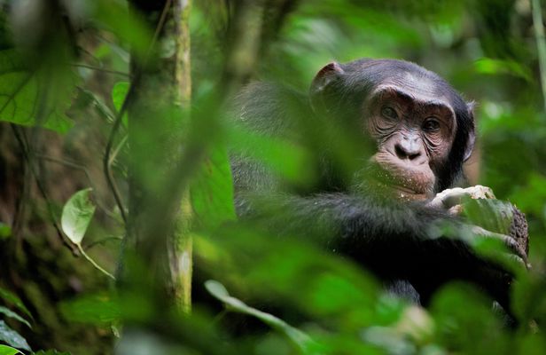 Chimpanzee Eden and Botanical Gardens private tour from Hazyview