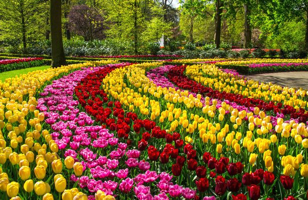 Keukenhof and flower fields bike guided tour