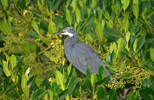 Full-day South Gambia safari with lunch in Sanyang village